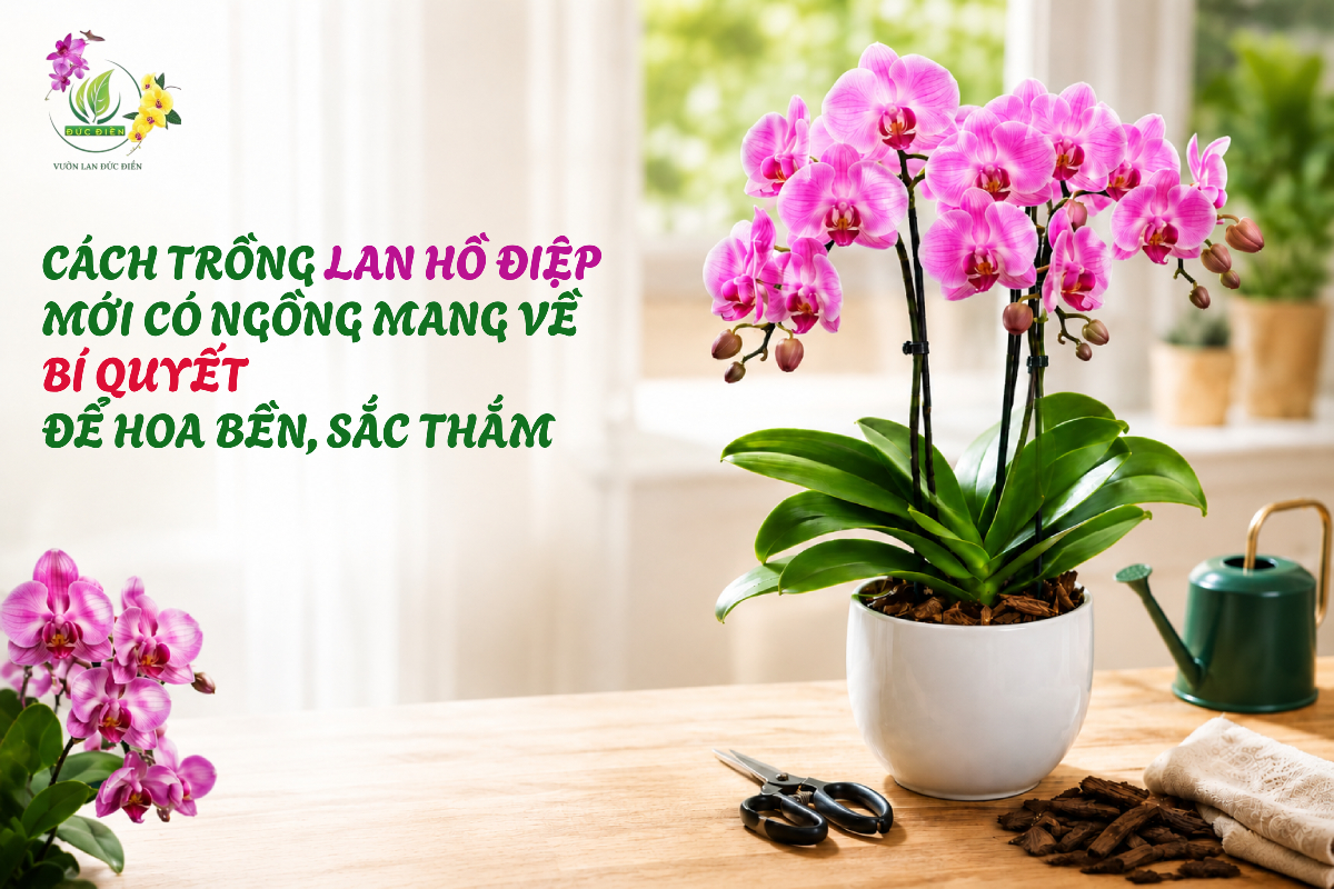 CÁCH TRỒNG LAN HỒ ĐIỆP MỚI CÓ NGỒNG MANG VỀ: BÍ QUYẾT ĐỂ HOA BỀN, SẮC THẮM