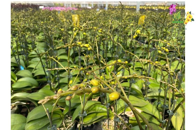 Cách Trồng Lan Hồ Điệp Mới Có Ngồng Mang Về: Bí Quyết Để Hoa Bền, Sắc Thắm