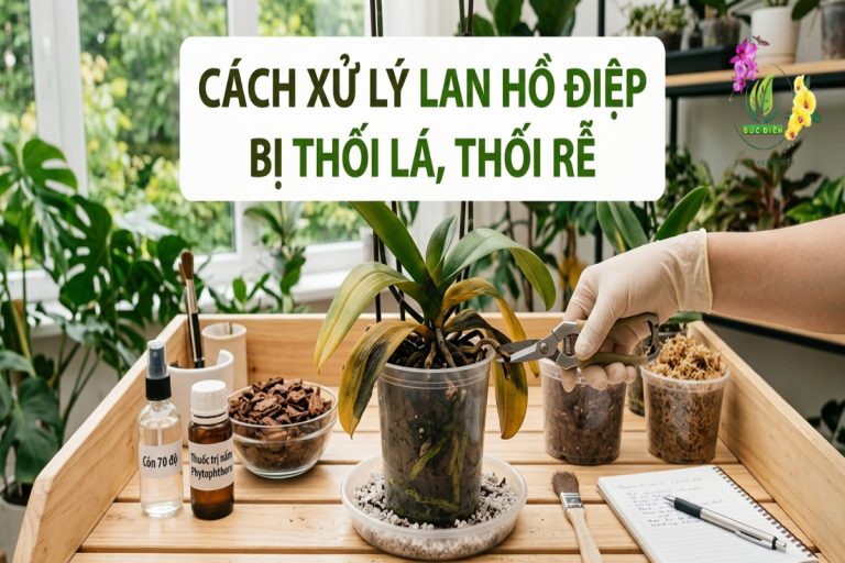 Cách xử lý lan hồ điệp bị thối lá, thối rễ