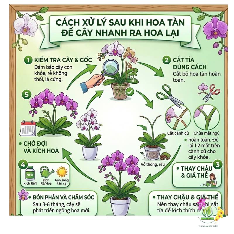 Cách xử lý sau khi hoa tàn để cây nhanh ra hoa lại
