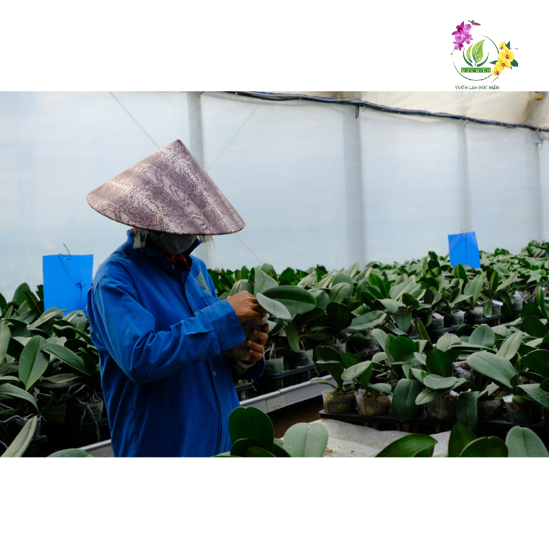 Chọn giống không chất lượng