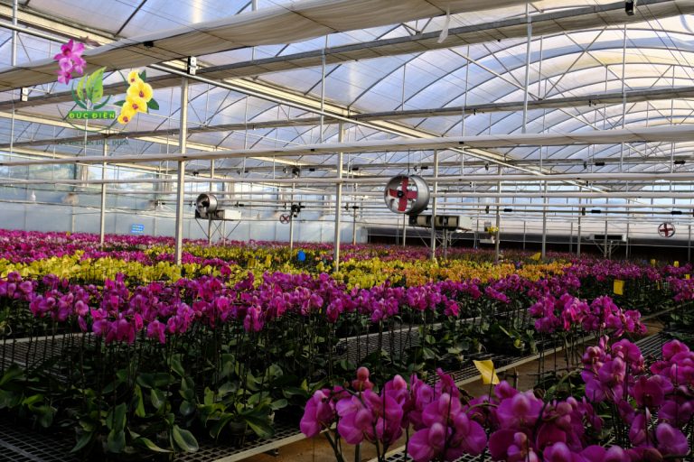 Đánh thức không gian sống với nghệ thuật cắm Lan Hồ Điệp nghệ thuật