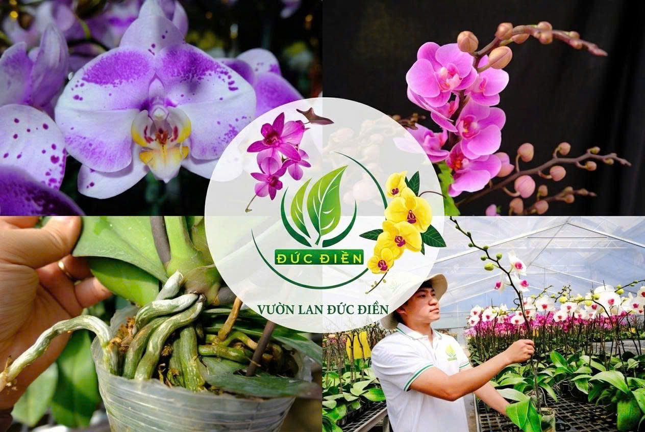 Dấu Hiệu Lan Hồ Điệp Ra Hoa: Bí Quyết Nhận Biết Và Chăm Sóc Để Hoa Nở Đẹp