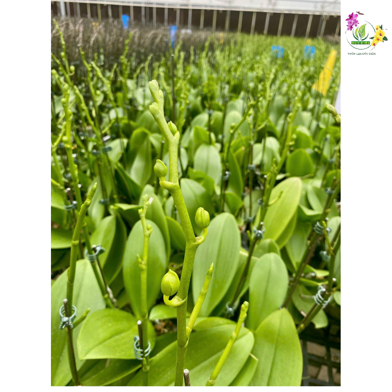 Dấu hiệu lan hồ điệp sắp nở hoa