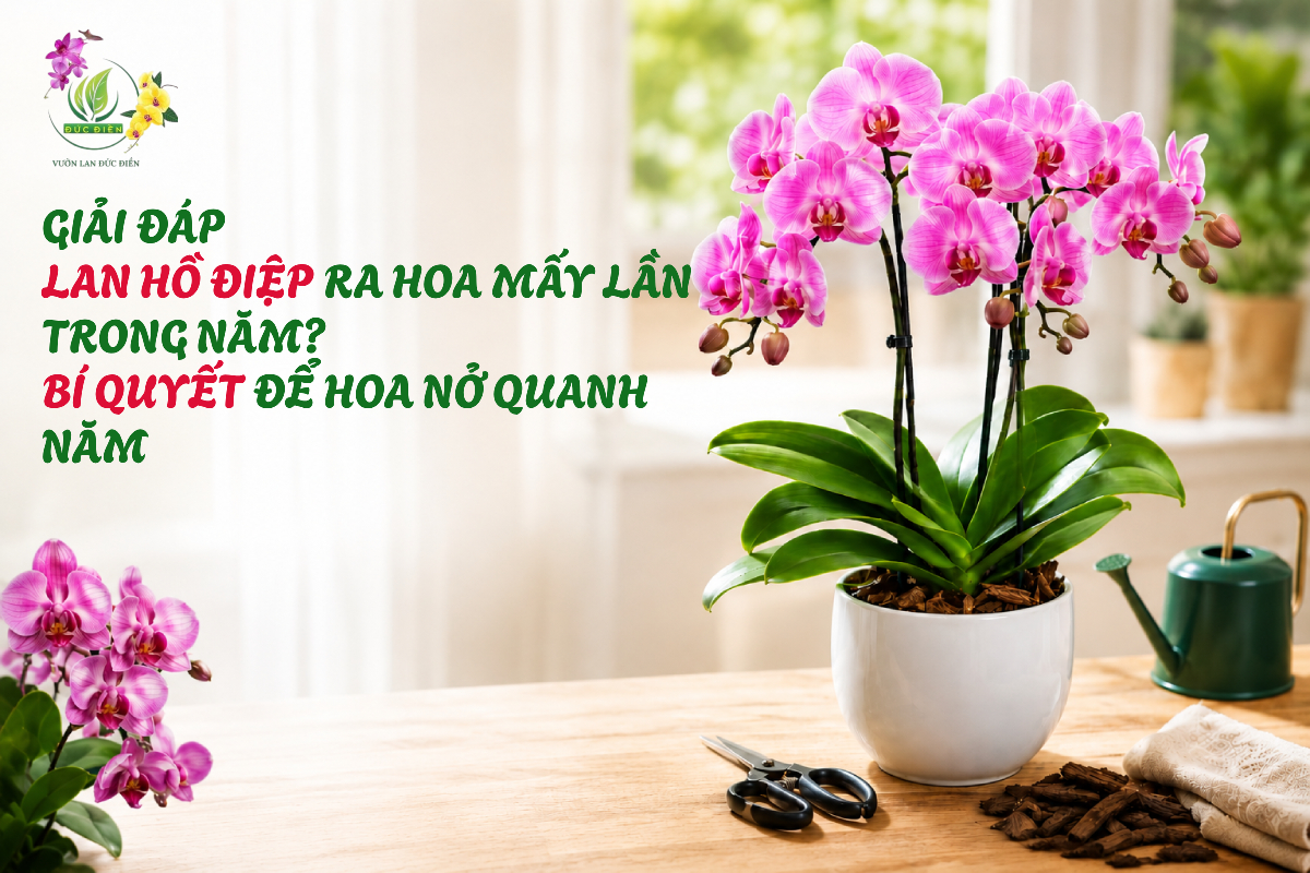 GIẢI ĐÁP: LAN HỒ ĐIỆP RA HOA MẤY LẦN TRONG NĂM? BÍ QUYẾT ĐỂ HOA NỞ QUANH NĂM