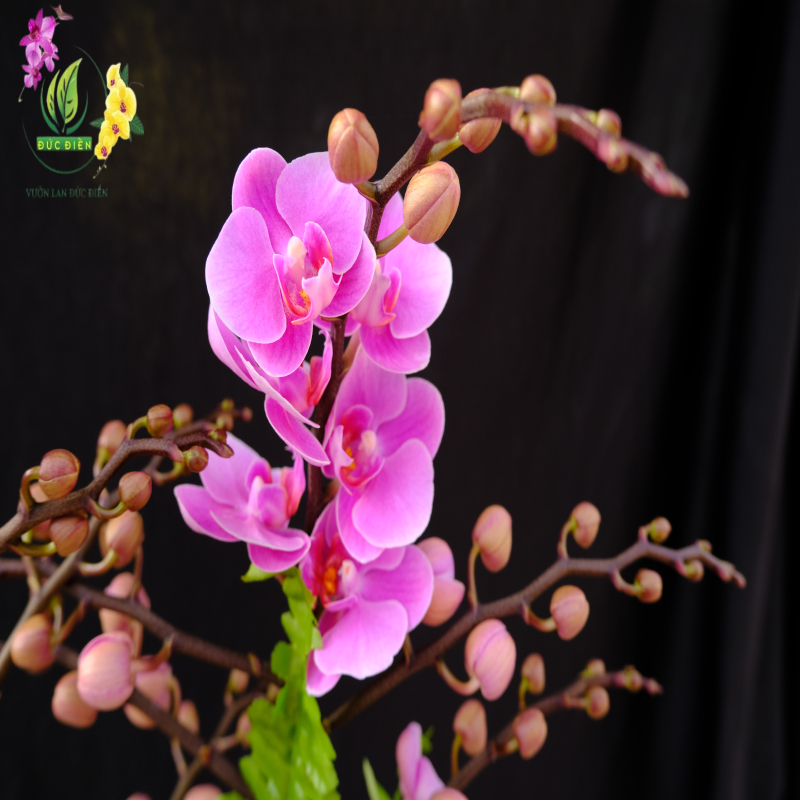 Giải mã ý nghĩa hoa lan trong phong thủy