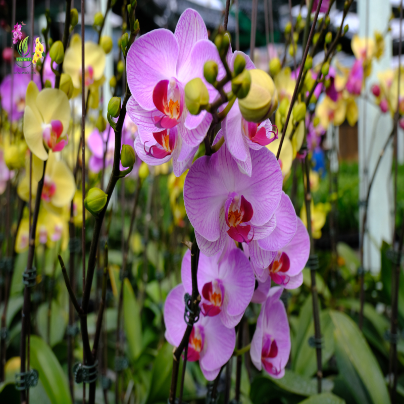 Góc nhìn phong thủy về Lan Hồ Điệp trong dịp lễ Tết