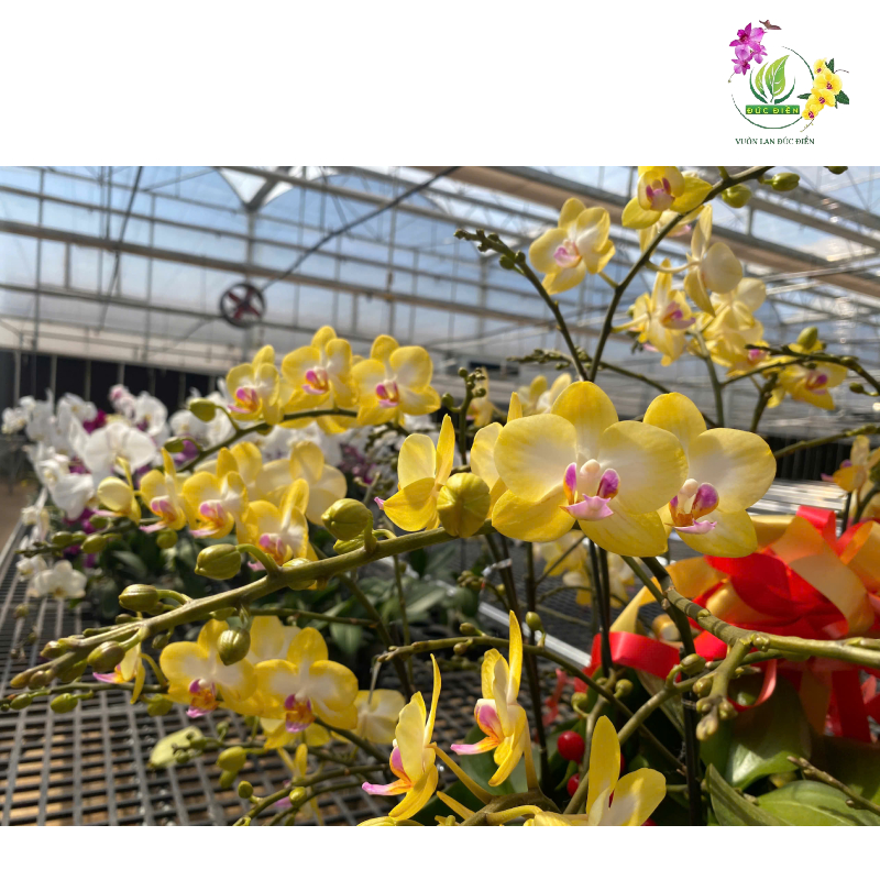 Gợi ý địa chỉ chọn lan hồ điệp chất lượng