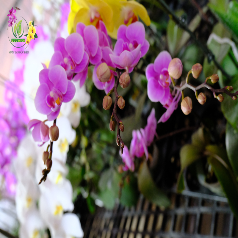 Hoa lan Đức Điền - Giá trị thực cho người thành đạt