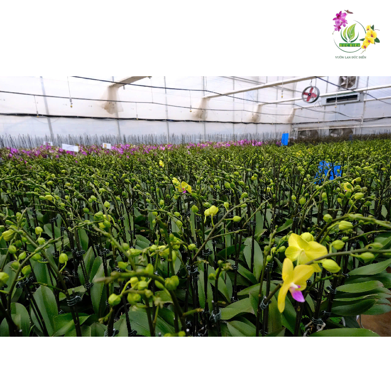 Làm sao để lan nở đúng dịp mong muốn?