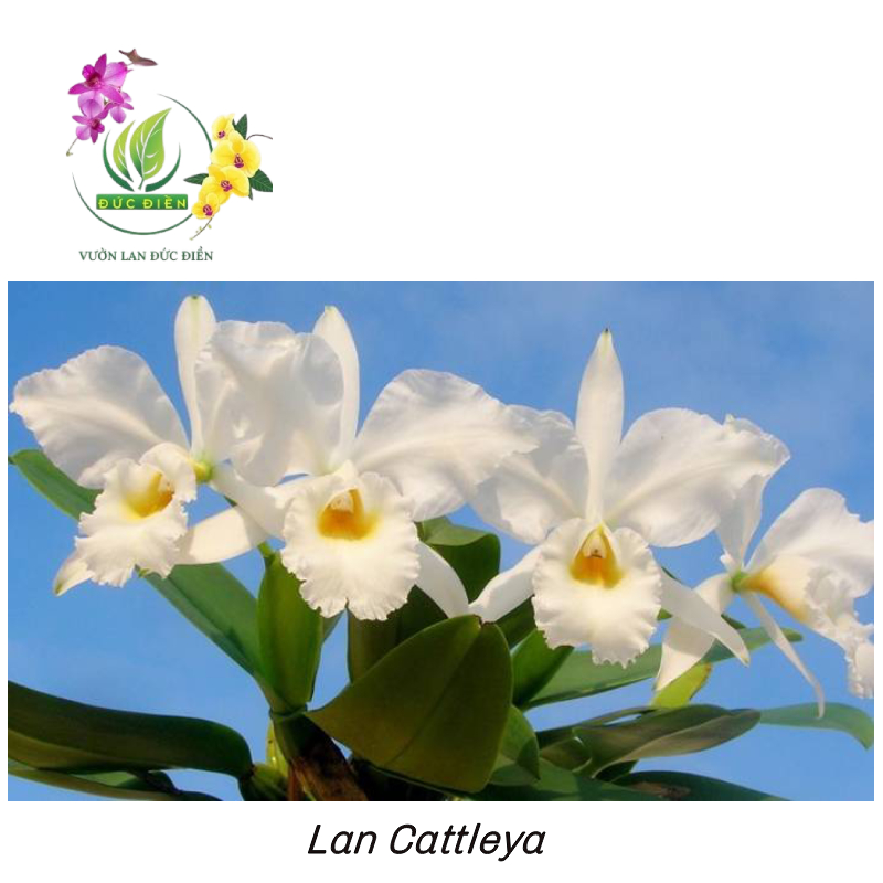 Lan Cattleya – Nữ hoàng