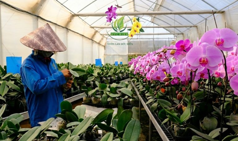 Tại sao lan hồ điệp không ra hoa? Nguyên nhân và cách khắc phục hiệu quả