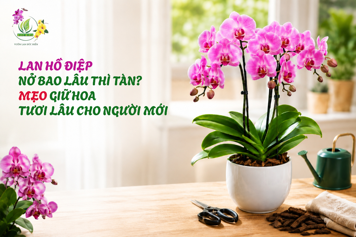LAN HỒ ĐIỆP NỞ BAO LÂU THÌ TÀN? MẸO GIỮ HOA TƯƠI LÂU CHO NGƯỜI MỚI