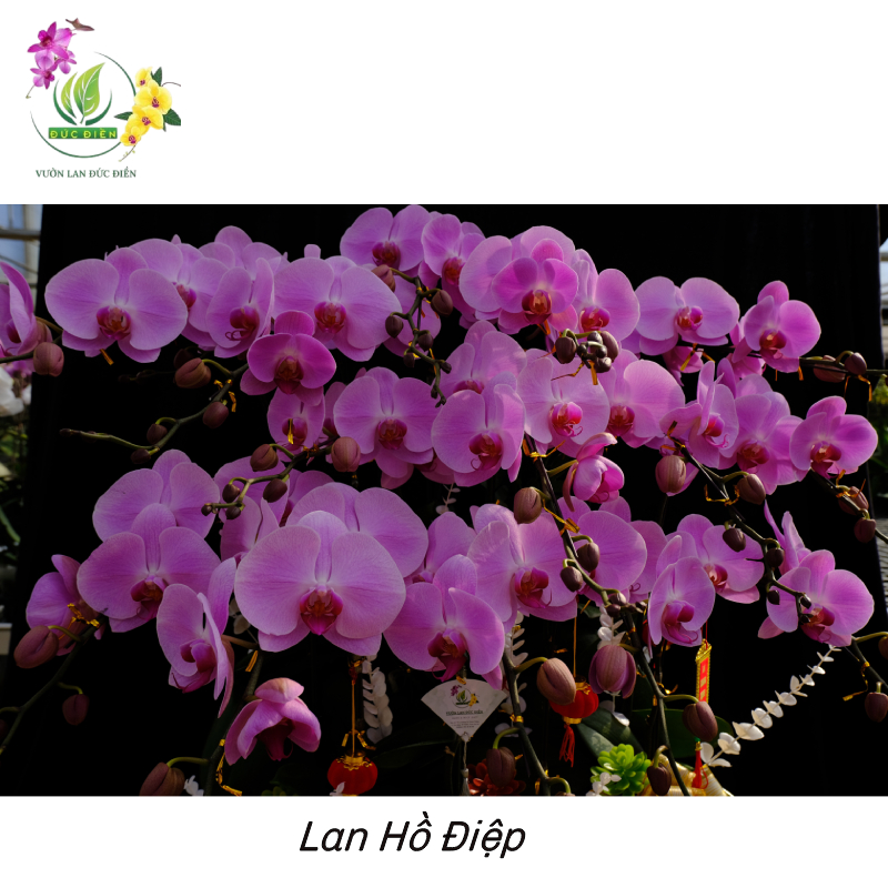  Lan Hồ Điệp (Phalaenopsis) – Biểu tượng sang trọng và vẻ đẹp kiêu sa
