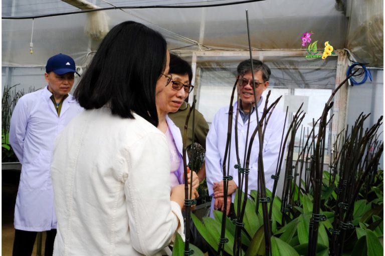 Giải Đáp: Lan Hồ Điệp Ra Hoa Mấy Lần Trong Năm? Bí Quyết Để Hoa Nở Quanh Năm