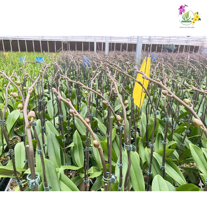 Lan hồ điệp ra ngồng bao lâu thì hoa nở?