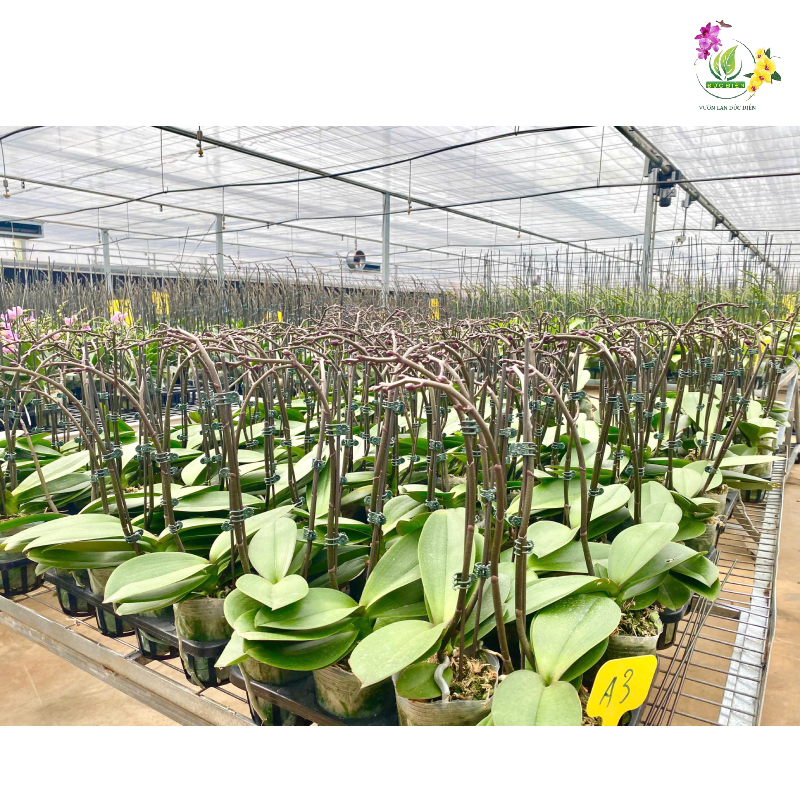 Lan hồ điệp ra ngồng là gì?