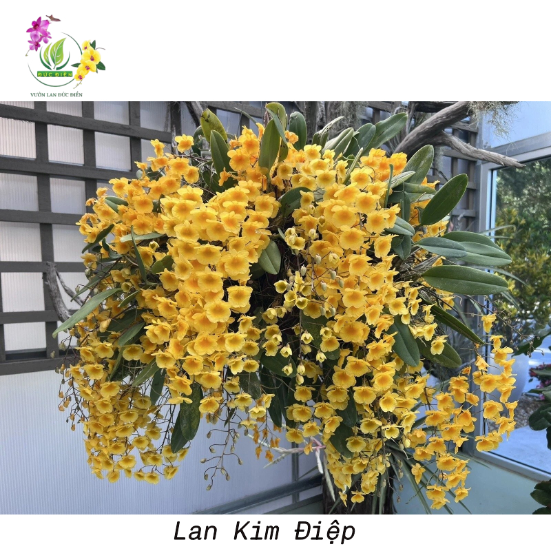 Lan Kim Điệp – Vẻ đẹp thuần khiết 