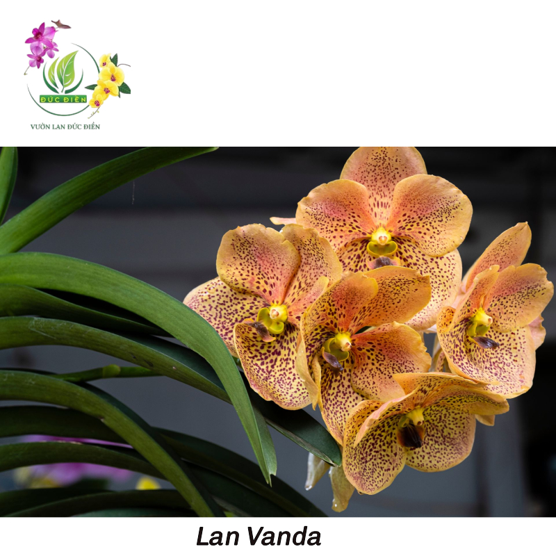 Lan Vanda – Sắc màu độc bản