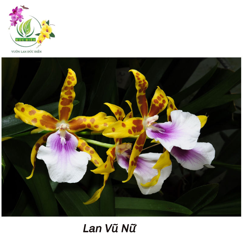 Lan Vũ Nữ (Oncidium) – Vũ công 