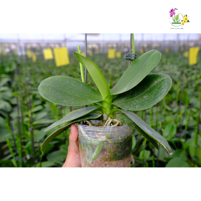 Những sai lầm thường gặp khi kích lan