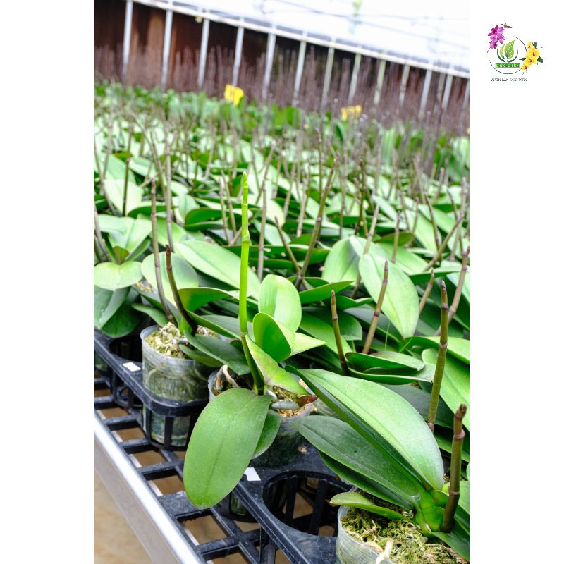 Những yếu tố ảnh hưởng đến thời gian nở hoa