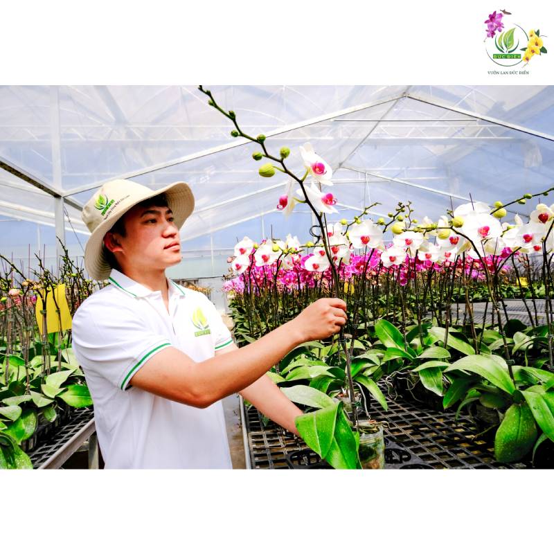 Những yếu tố kích thích lan hồ điệp ra hoa