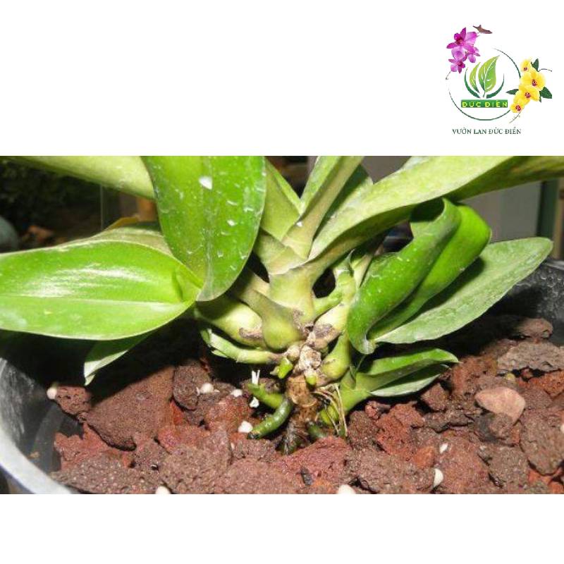 Sự xuất hiện của ngồng hoa (vòi hoa) tại nách lá