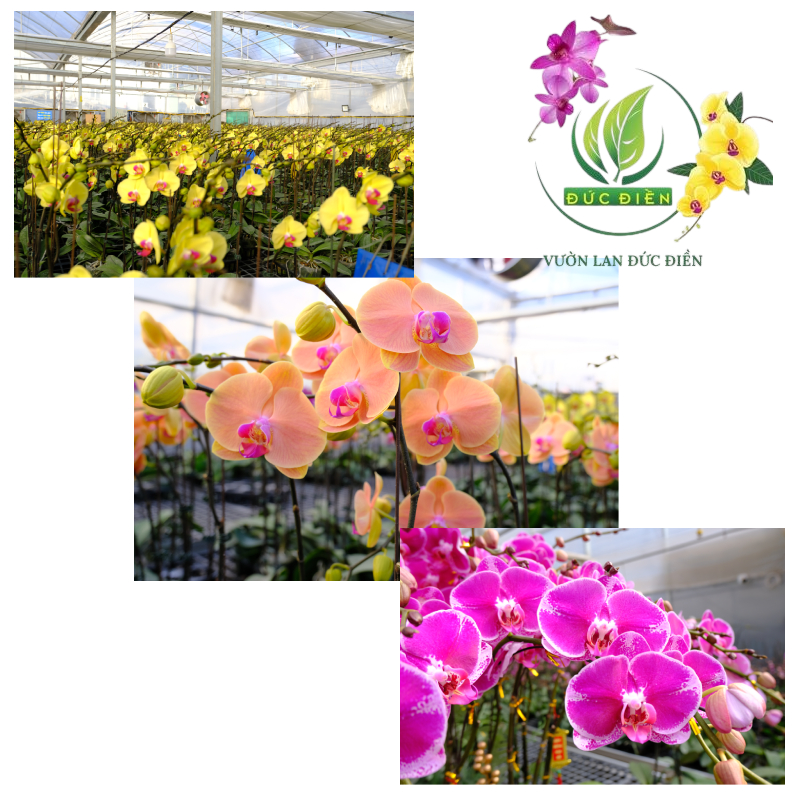 Tại sao Vườn Lan Đức Điền là lựa chọn hàng đầu của giới doanh nhân?