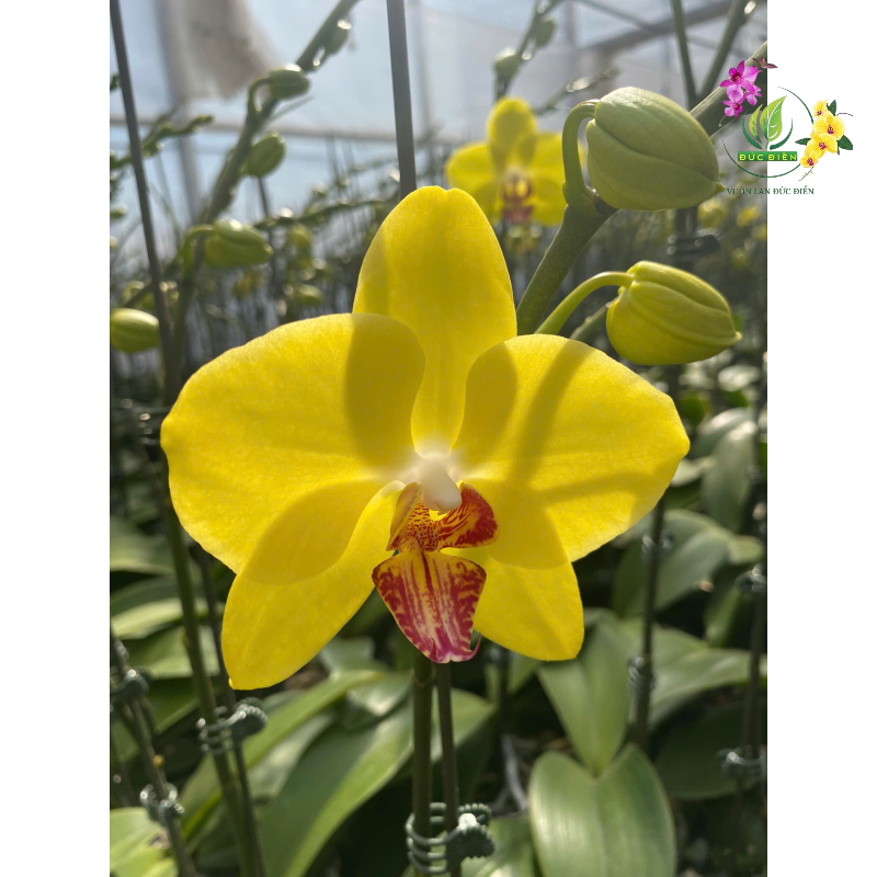 Thiếu ánh sáng - nguyên nhân hàng đầu