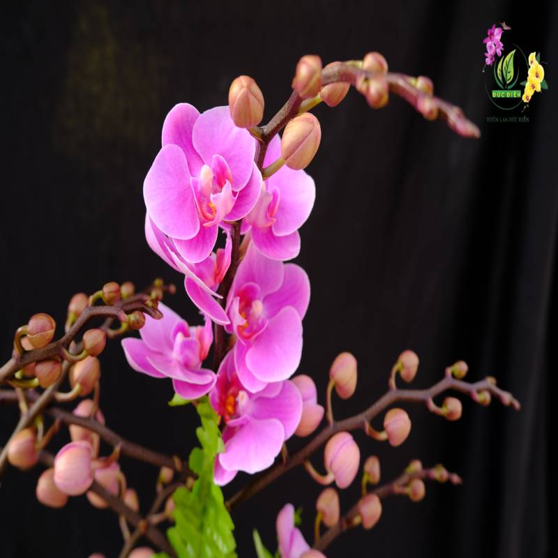 Thời điểm lý tưởng để lan hồ điệp ra hoa