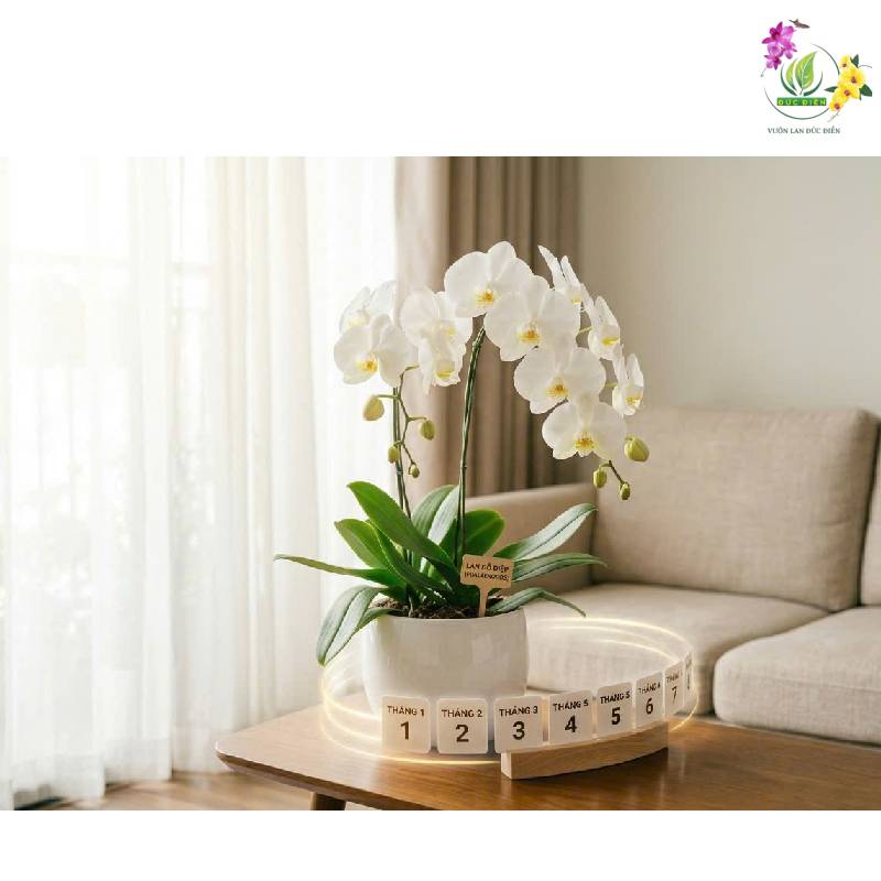 Thời gian nở hoa của lan hồ điệp kéo dài bao lâu?