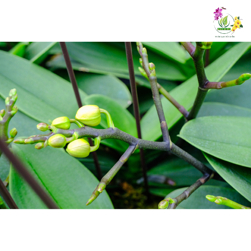 Vì sao cần kích lan hồ điệp ra hoa đúng Tết?