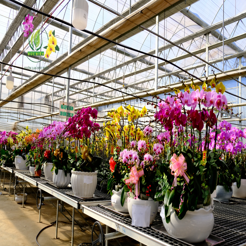 Vị trí đặt hoa lan để kích hoạt tài lộc tối đa