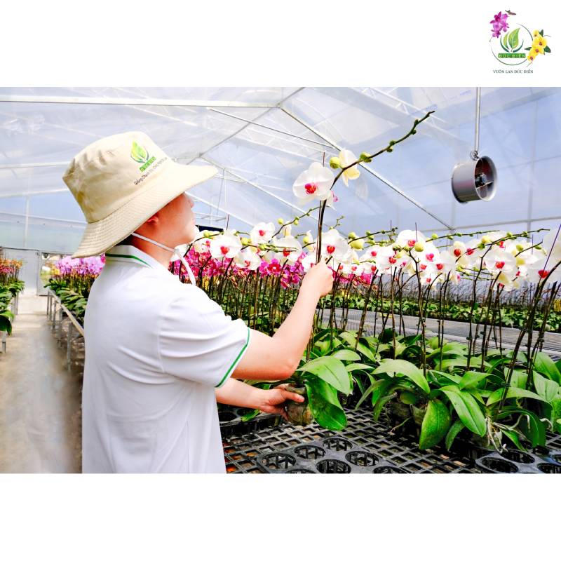 Vườn Lan Đức Điền – Địa chỉ cung cấp lan hồ điệp chất lượng cao