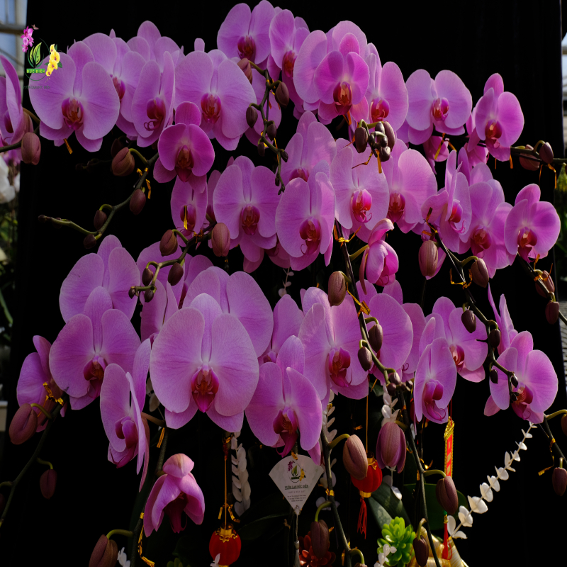 Ý nghĩa của hoa Lan Hồ Điệp: Biểu tượng của sự hoàn mỹ