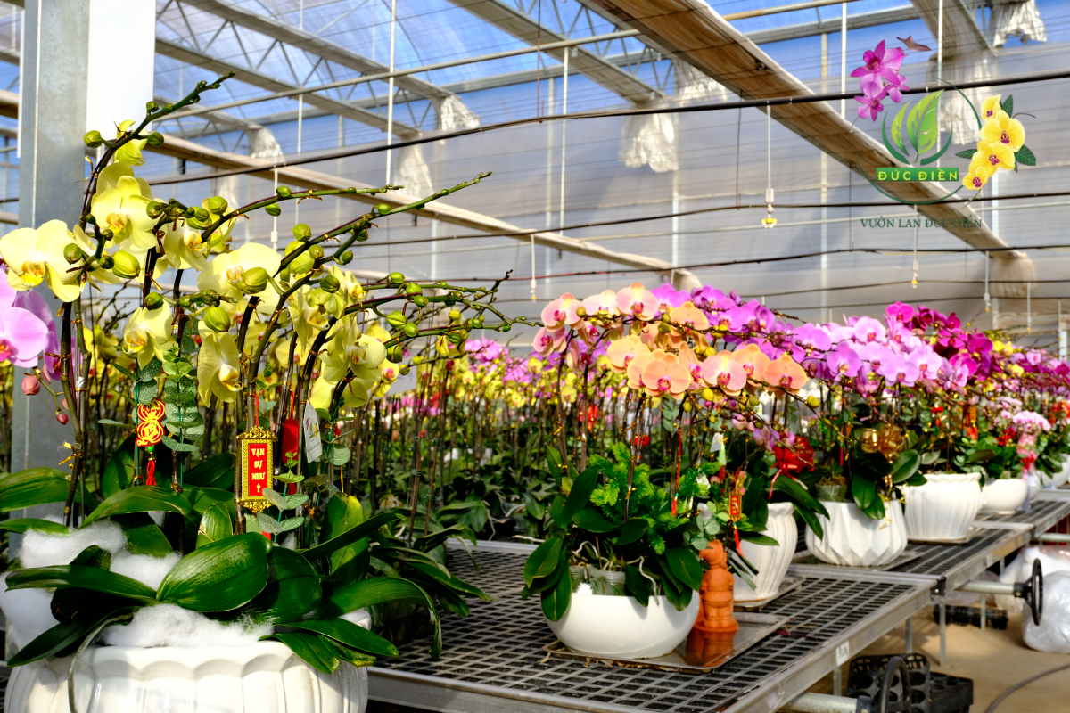 Ý nghĩa hoa lan trong phong thủy: Tại sao giới kinh doanh lại ưa chuộng đến thế?