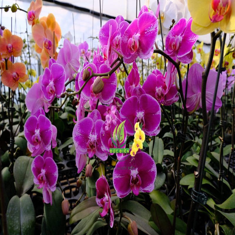 Ý nghĩa màu sắc: Chọn lan thế nào để hợp mệnh kinh doanh?