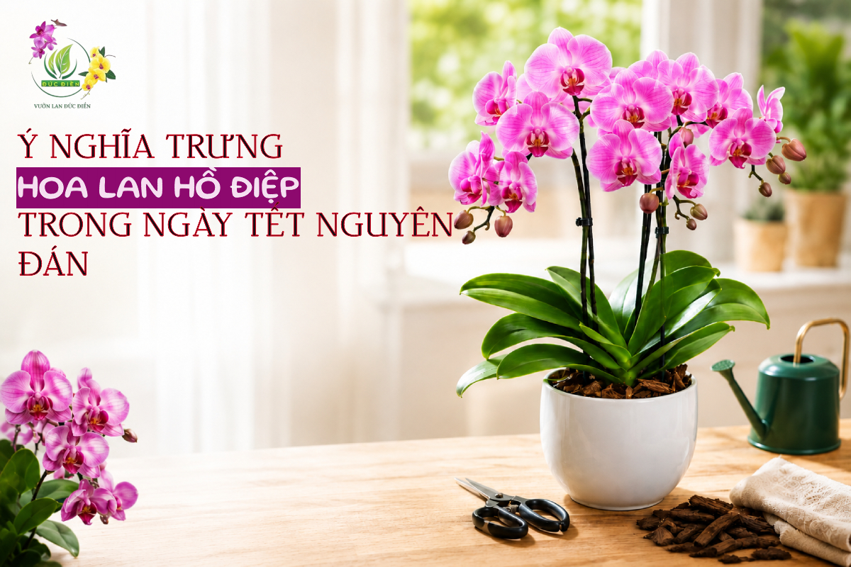 Ý NGHĨA TRƯNG HOA LAN HỒ ĐIỆP TRONG NGÀY TẾT NGUYÊN ĐÁN