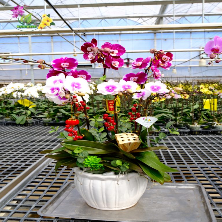 Ý nghĩa trưng hoa Lan Hồ Điệp trong ngày Tết Nguyên Đán