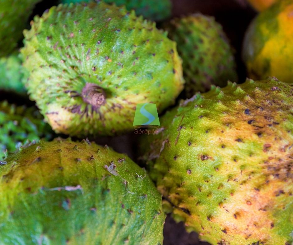 Mãng cầu Sêrêpôk Tây Nguyên