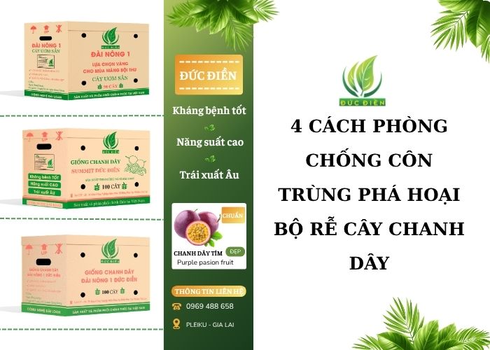 phòng chống côn trùng phá hoại bộ rễ cây chanh dây