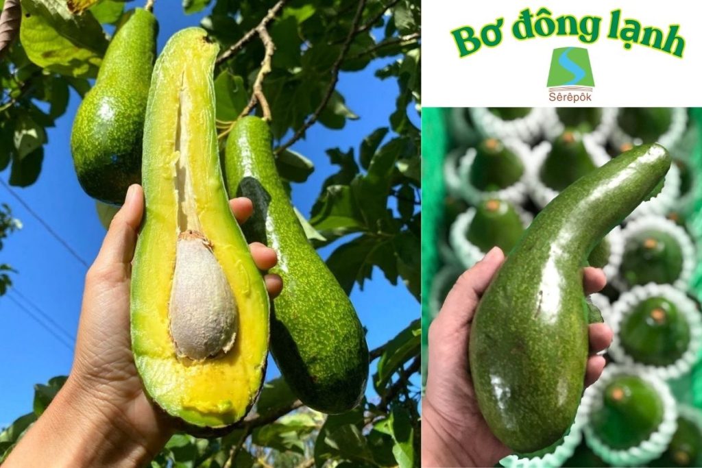 Bơ Sêrêpôk Tây Nguyên