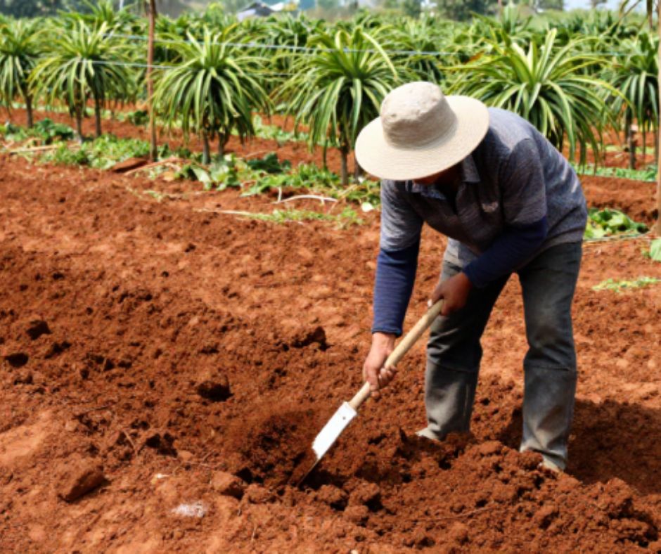 Canh tác đất và vệ sinh vườn phòng chống trùng phá hoại rễ chanh dây