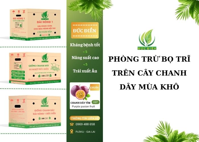 ách phòng trừ bọ trĩ trên cây chanh dây mùa khô hiệu quả nhất.