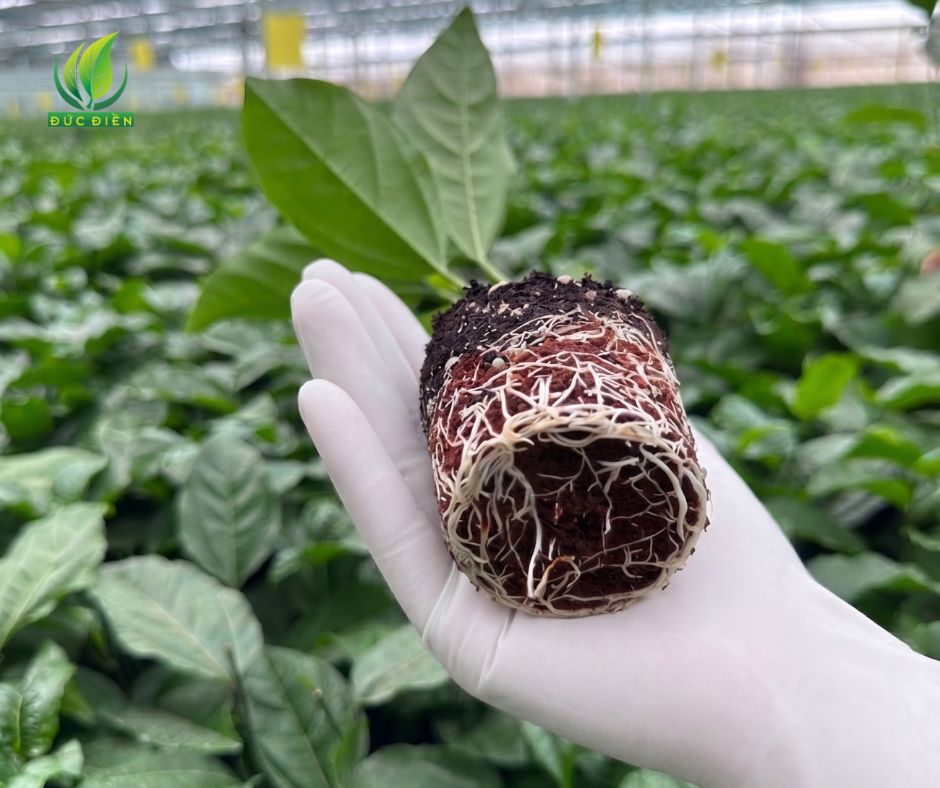Cận cảnh bộ rễ khỏe mạnh của cây giống chanh dây trong bầu ươm.
