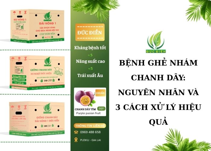 Bệnh ghẻ nhám chanh dây và 3 cách xử lý hiệu quả
