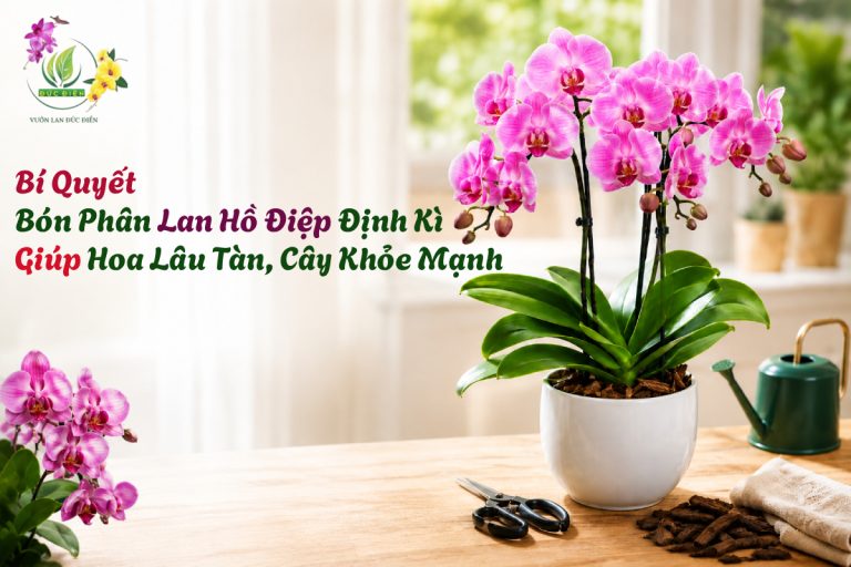 BÍ QUYẾT BÓN PHÂN LAN HỒ ĐIỆP ĐỊNH KỲ GIÚP HOA LÂU TÀN, CÂY KHỎE MẠNH