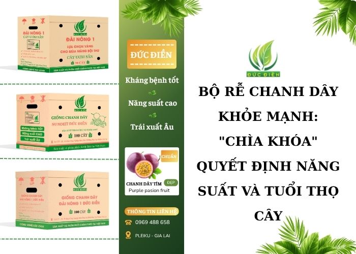 Tầm quan trọng của bộ rễ chanh dây khỏe mạnh đối với năng suất cây trồng