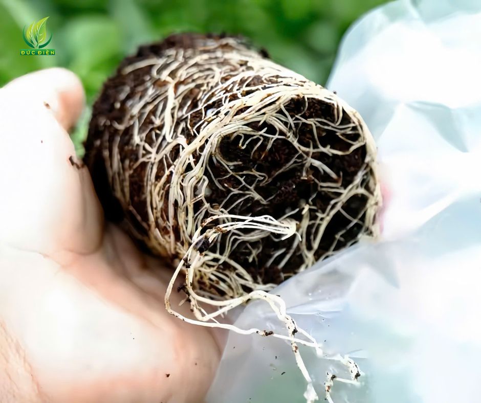 Bộ rễ chanh dây khỏe mạnh phát triển tốt trong bầu đất